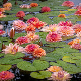 Apricot Waterlily Dahlia Collection