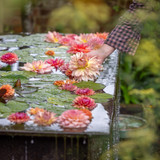 Apricot Waterlily Dahlia Collection