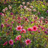 Dancing Border Dahlia Collection