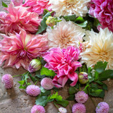 Sugared Almond Dahlia Collection