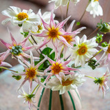 White Star Dahlia Collection