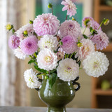 Pale is Beautiful Dahlia Collection