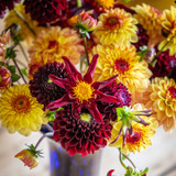 Silk Brocade Dahlia Collection