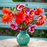 Charlotte's Summer Holiday Dahlia Collection