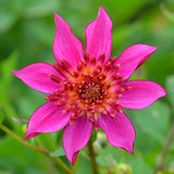 Dahlia 'Pink Starfish'