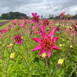 Dahlia 'Pink Starfish'