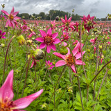 Dahlia 'Pink Starfish'