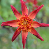 Dahlia 'Red Starfish'