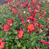 Dahlia 'Red Starfish'