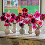 Tutankhamun Dahlia Collection