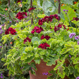 Chocolate Peppermint (Scented) Pelargonium Collection