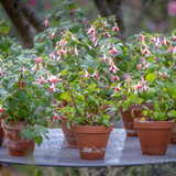 Fuchsia 'Mandarin Cream'