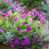 Pink Velvet Collection