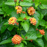 Lantana 'Bloomify Mango'