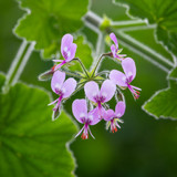 Pelargonium 'Cavendish'