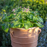 Pelargonium 'Cavendish'