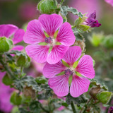 Anisodontea capensis 'African Rose Rufaro'