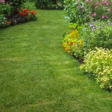 Lawn Protection Nematodes