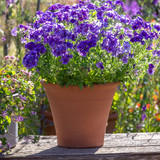 Classic Terracotta Pots