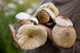 Mushrooms with polenta