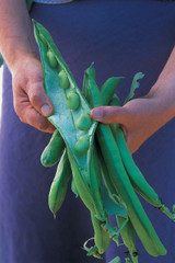 broad bean and spelt risotto recipe