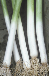 leek and potato soup recipe