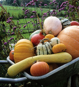 growing squash at snaylham farm