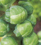 brussels sprouts salad with an orange and mustard dressing recipe