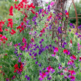 sweet pea climbing frames and systems