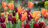 the history of the tulip