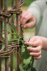 how to cordon train your sweet peas