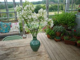 a simple arrangement of agapanthus