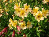 sarah harvests alstroemeria in the veg garden