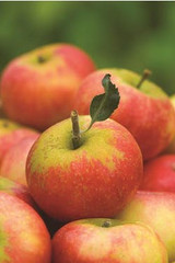 how to grow an apple tree