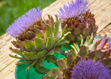 how to plant, grow & care for artichokes