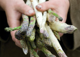 how to plant, grow & care for asparagus