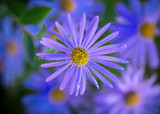 how to plant, grow & care for asters