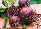 how to plant, grow & care for beetroot