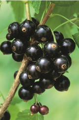 how to plant, grow & care for blackcurrants