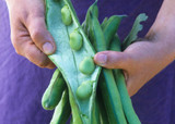 how to plant, grow & care for broad beans