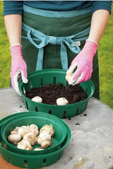 how to use bulb planting trays