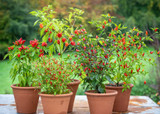 how to plant, grow & care for chillies