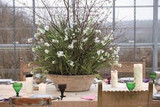 decorating for christmas with paperwhite narcissi