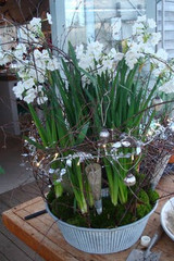 narcissus paperwhite table centrepiece