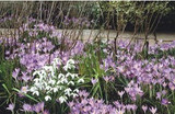 pollinator super plants