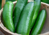 how to plant, grow & care for cucumbers
