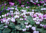 how to plant, grow & care for cyclamen