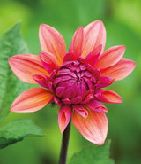 understanding dahlia groups