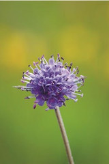 my favourite british wild flowers