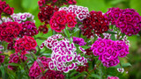 how to plant, grow & care for dianthus